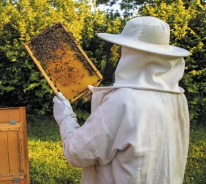 Gants apiculture